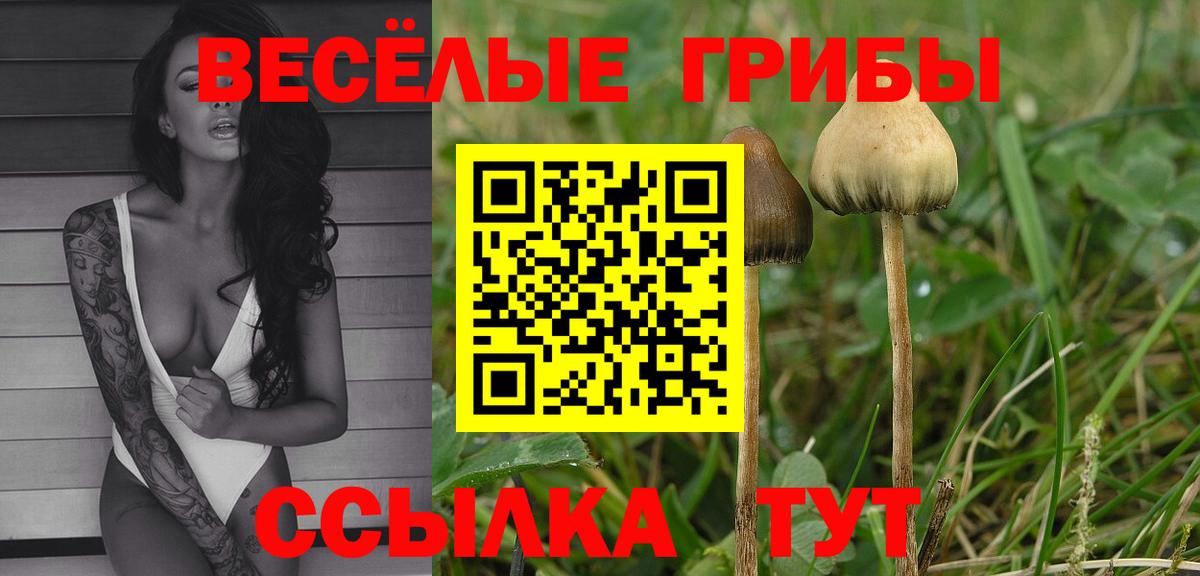 Гатчина  Галлюциногенные грибы прущие грибы  Вход с VPN  Псилоцибиновые грибы мухоморы 